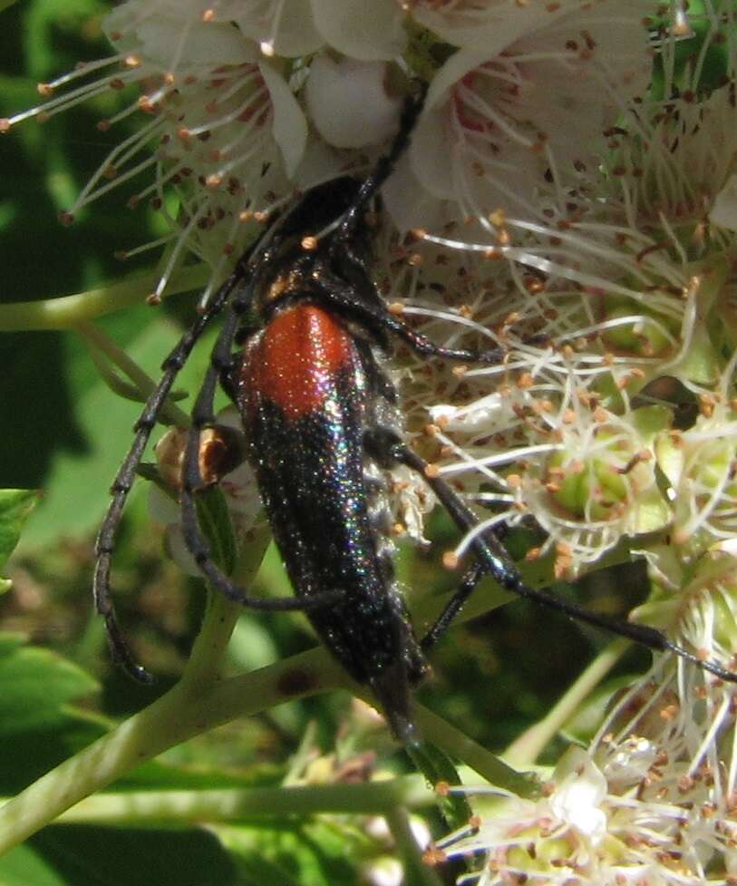 Image of Red-shouldered Pine Borer