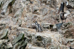 Image of Peruvian Pelican