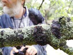 Image of Black Witches' Butter