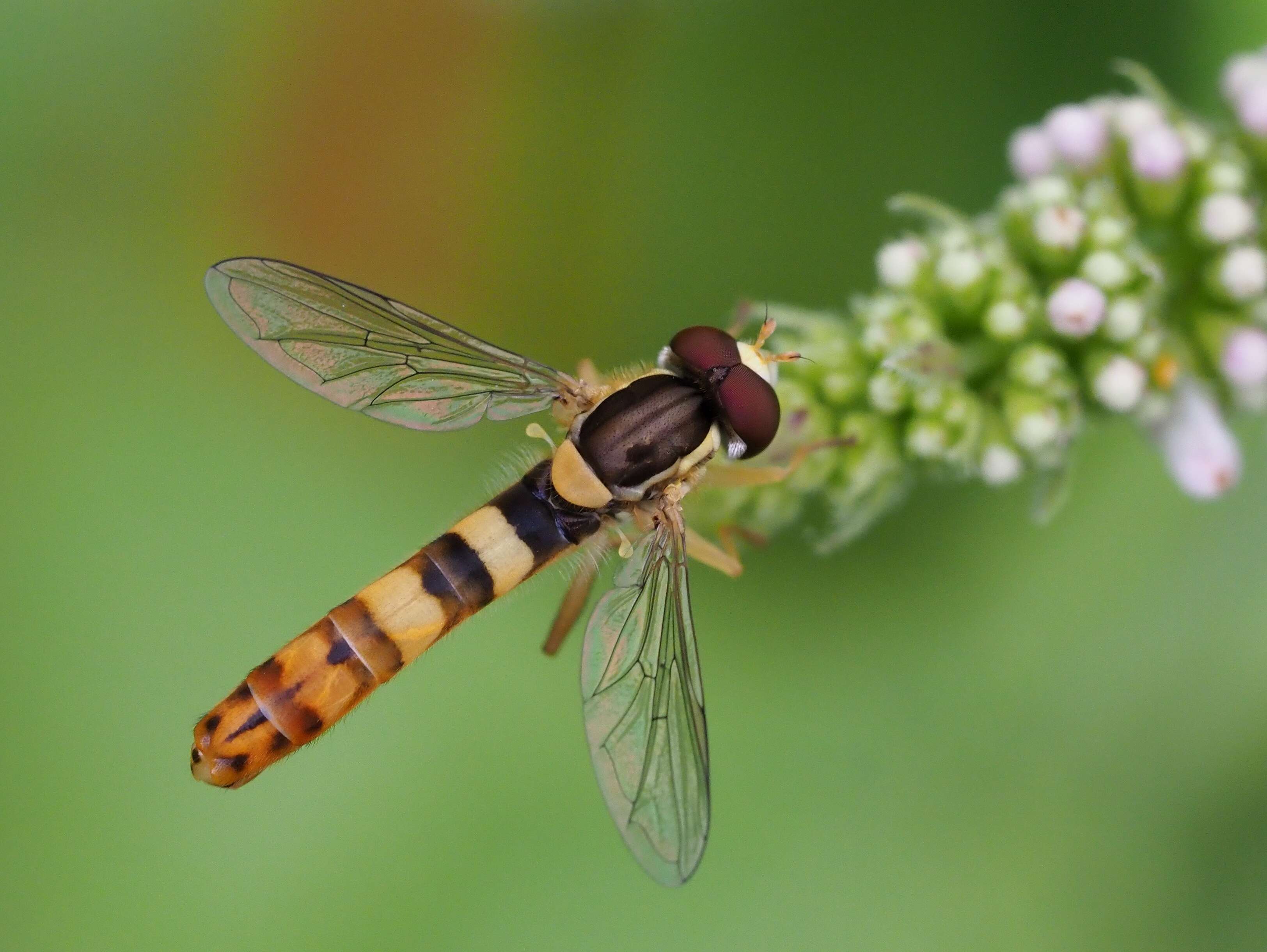 Sphaerophoria scripta (Linnaeus 1758) resmi