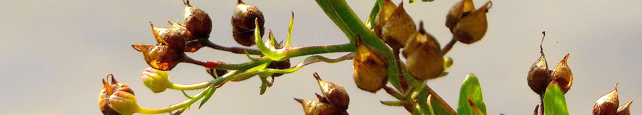 Scrophularia umbrosa Dum. resmi