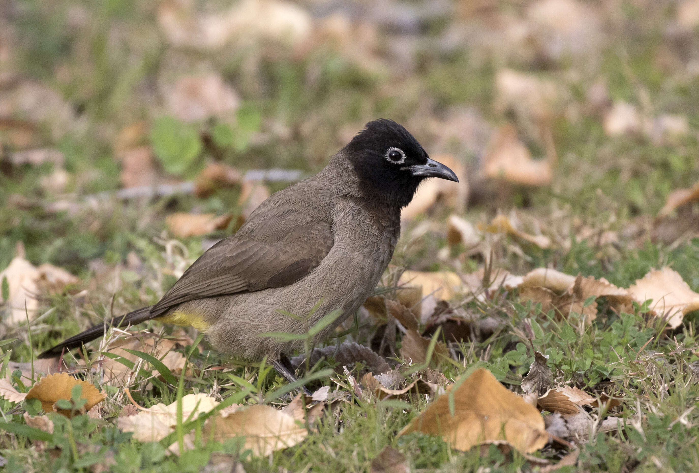 Image of White-eyed Bulbul