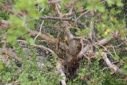 Image of fragrant bursera