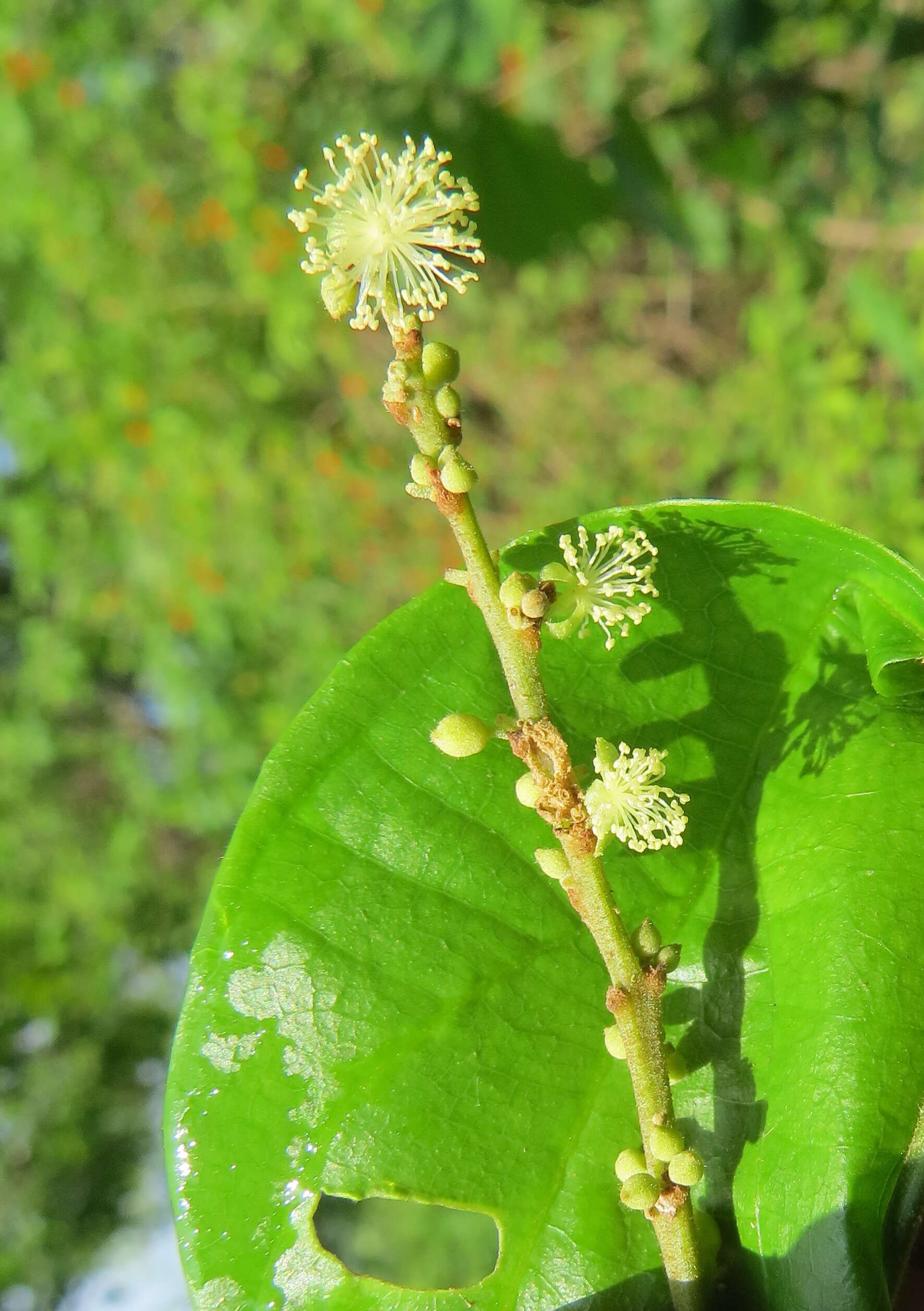 Image of Mallotus rhamnifolius (Willd.) Müll. Arg.