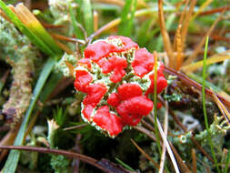 صورة Cladonia bellidiflora (Ach.) Schaer.