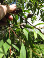 Image of Willow hakea