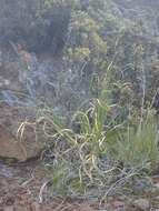 Image of purple pampas grass