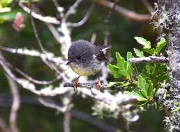 Image of New Zealand Tomtit