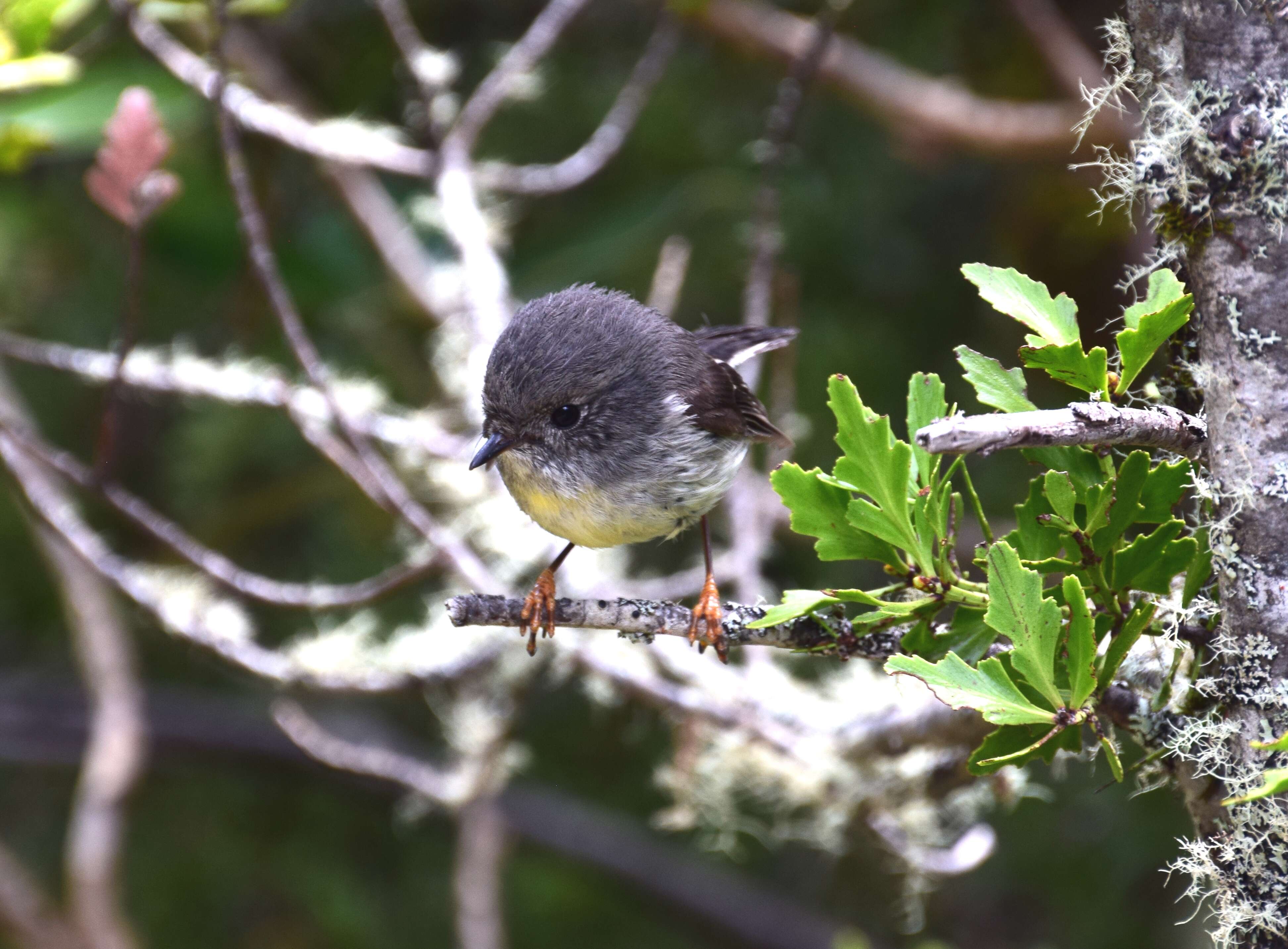 Image of New Zealand Tomtit