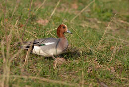 Image of Eurasian Wigeon