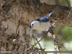 Слика од Sitta leucopsis Gould 1850