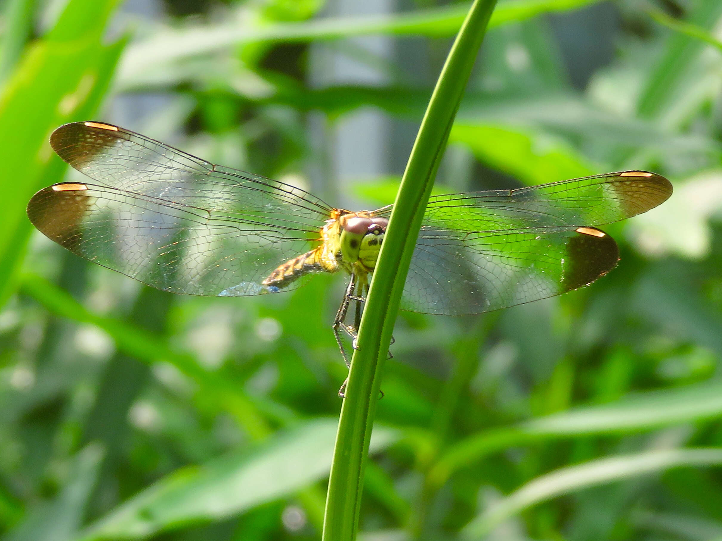 Sivun Orthetrum albistylum (Selys 1848) kuva