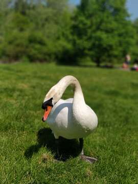 Image of Mute Swan