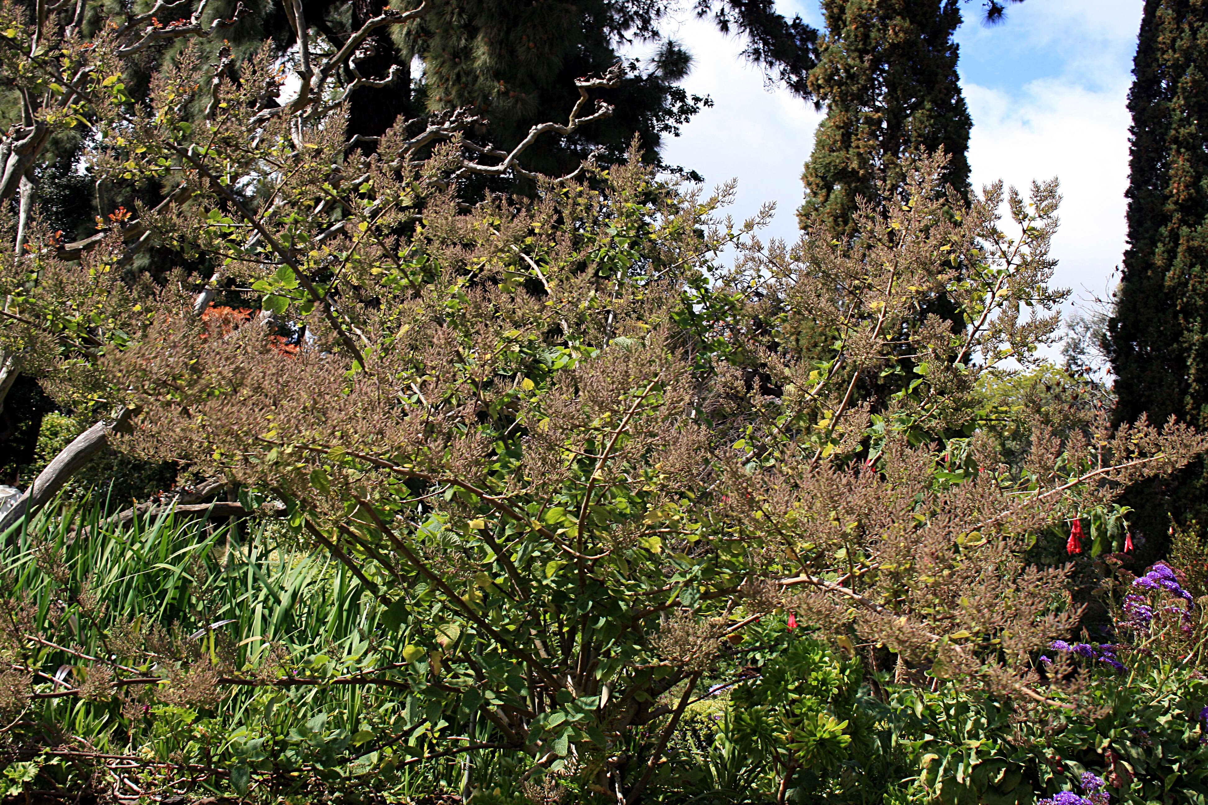 Image of Ginger Bush