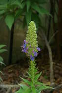 Imagem de Echium candicans L. fil.