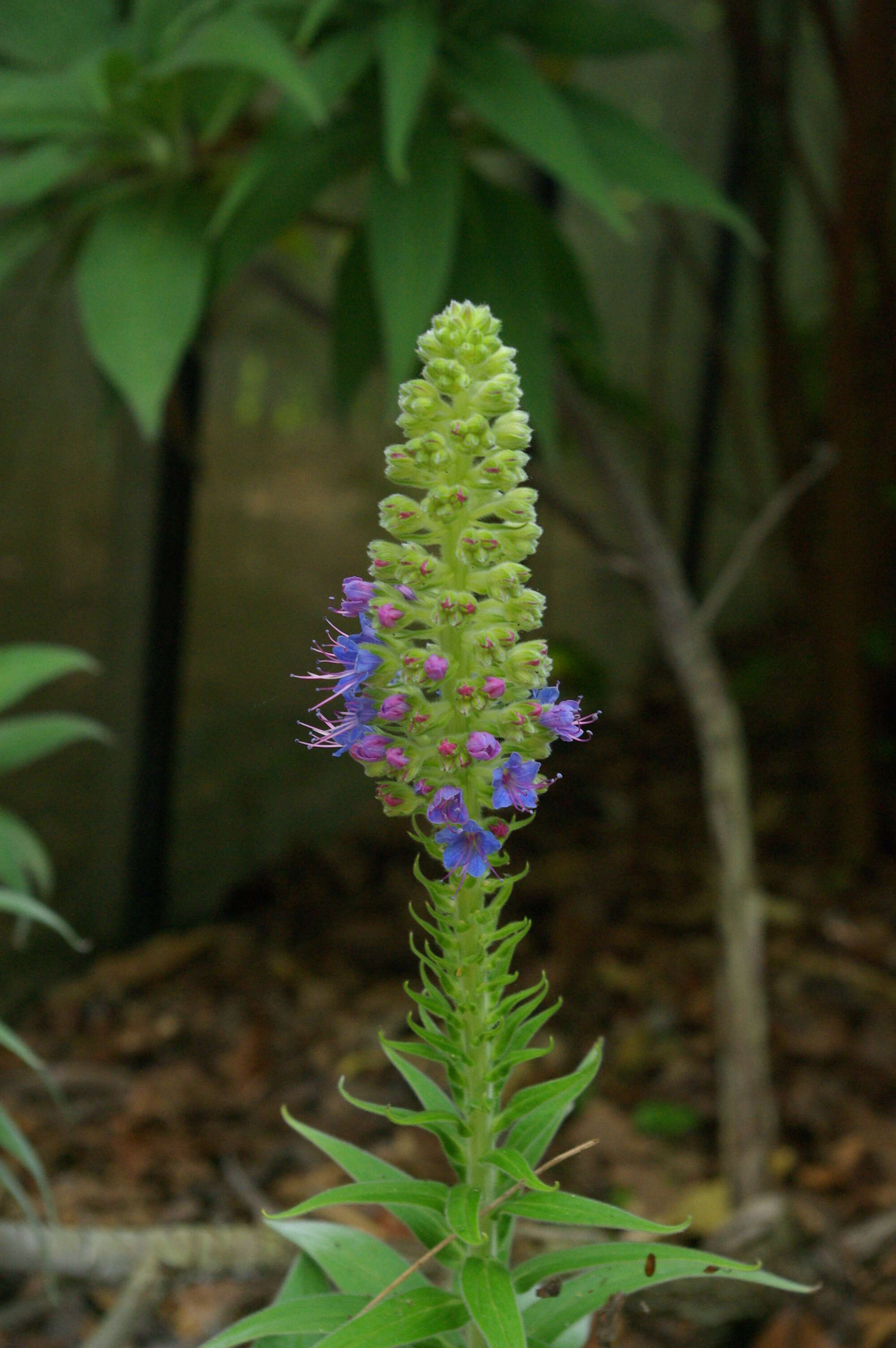 Imagem de Echium candicans L. fil.