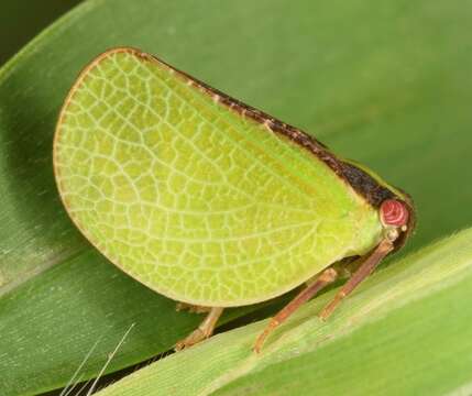 Image of Two-striped Planthopper