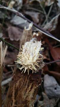 Image of Akanthomyces