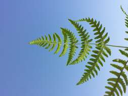 Image of scented oakfern