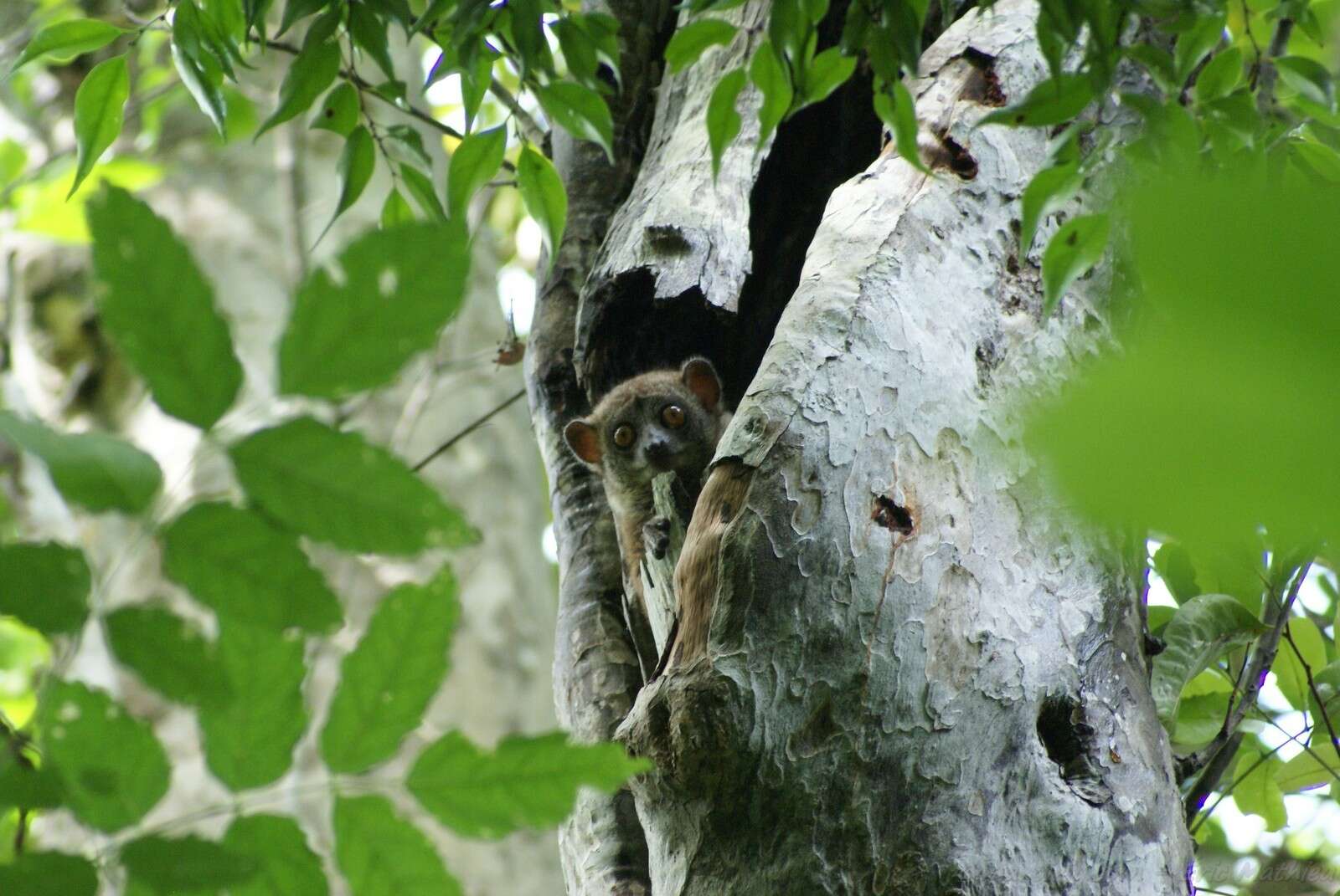 Sivun Lepilemur milanoii Louis Jr., Engberg, Lei, Geng, Sommer, Randriamampionona, Randriamanana & Zaonarivelo et al. 2006 kuva