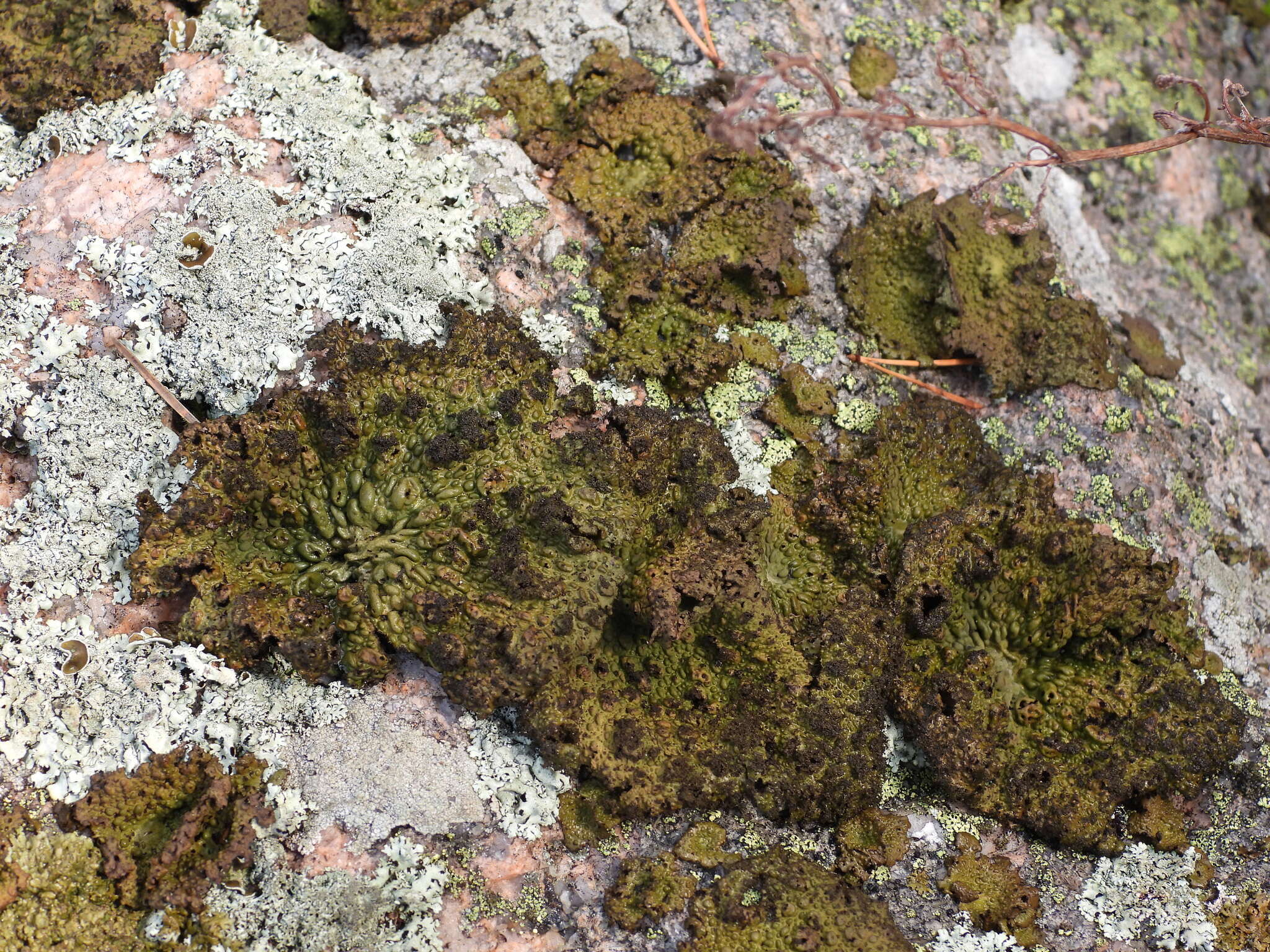 Image of blistered navel lichen