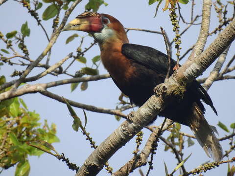 Image of Narcondam Hornbill