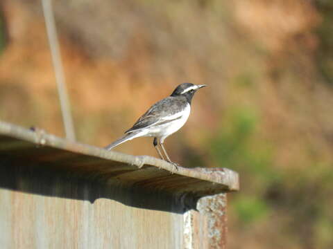 Image of White-browed Wagtail