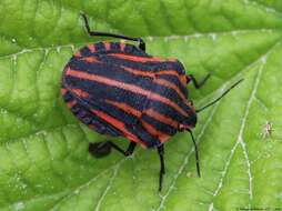 Image of <i>Graphosoma italicum</i>