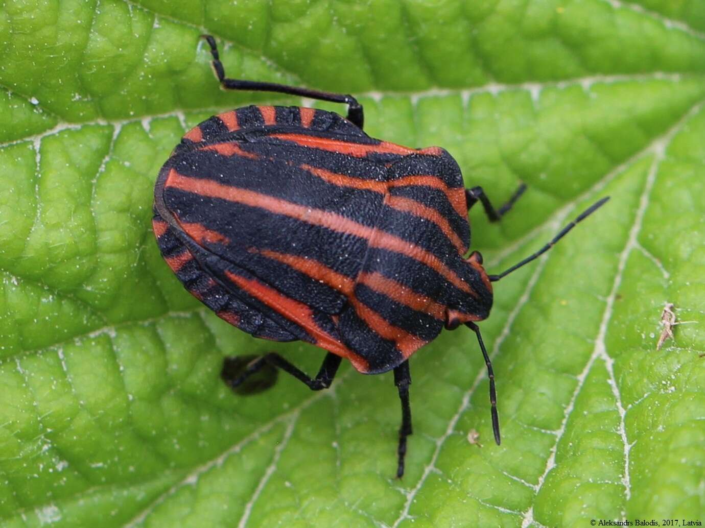 Image of <i>Graphosoma italicum</i>