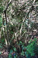 Image of Viburnum erubescens Wall.