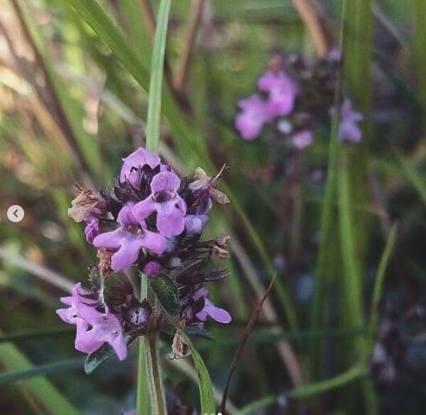 Слика од Thymus serpyllum L.