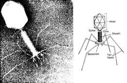 Image of Enterobacteria phage T4