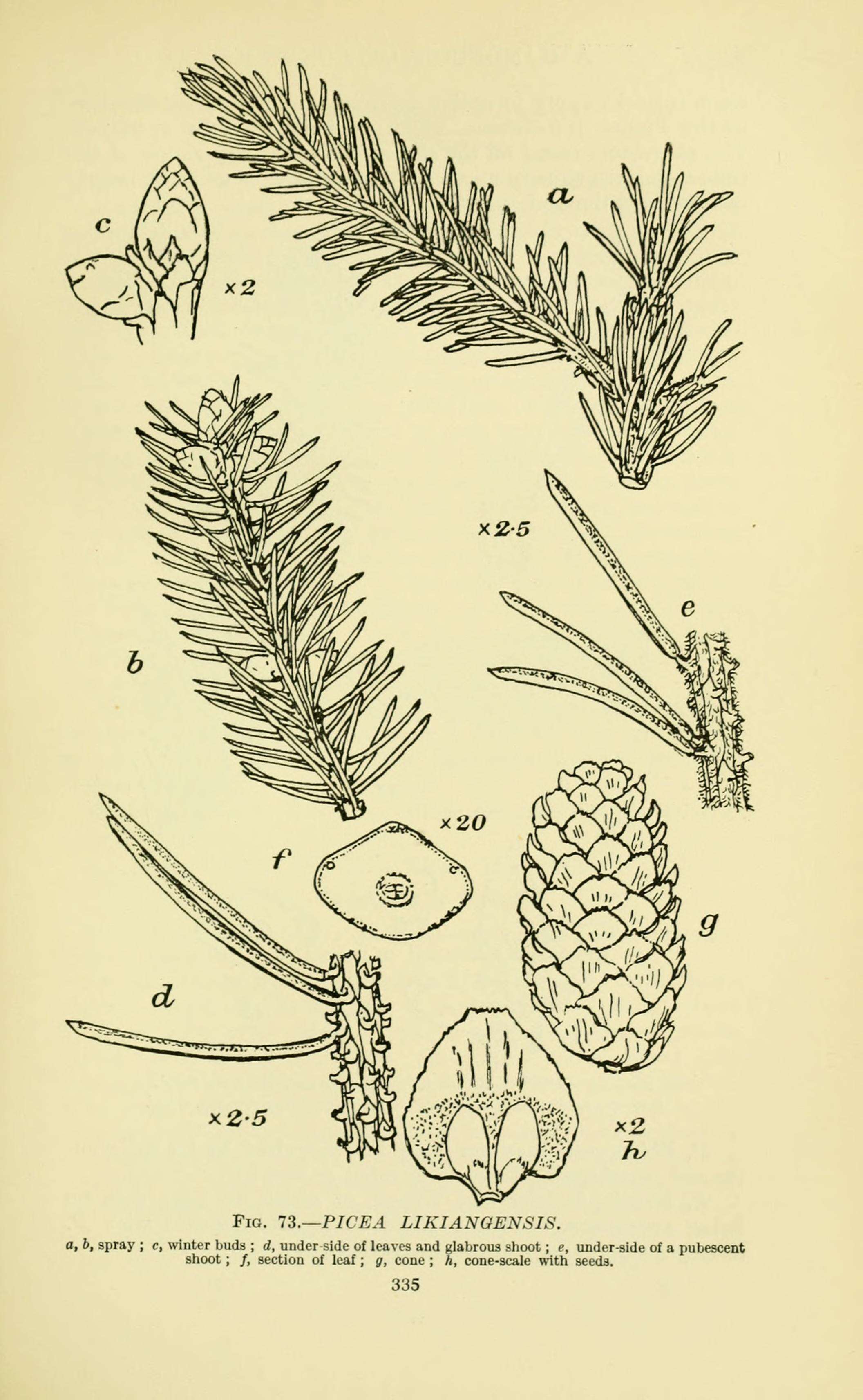 Image de Picea likiangensis (Franch.) E. Pritz.