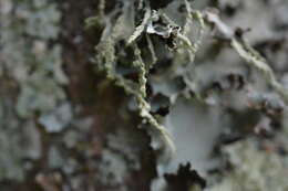 Image of farinose cartilage lichen