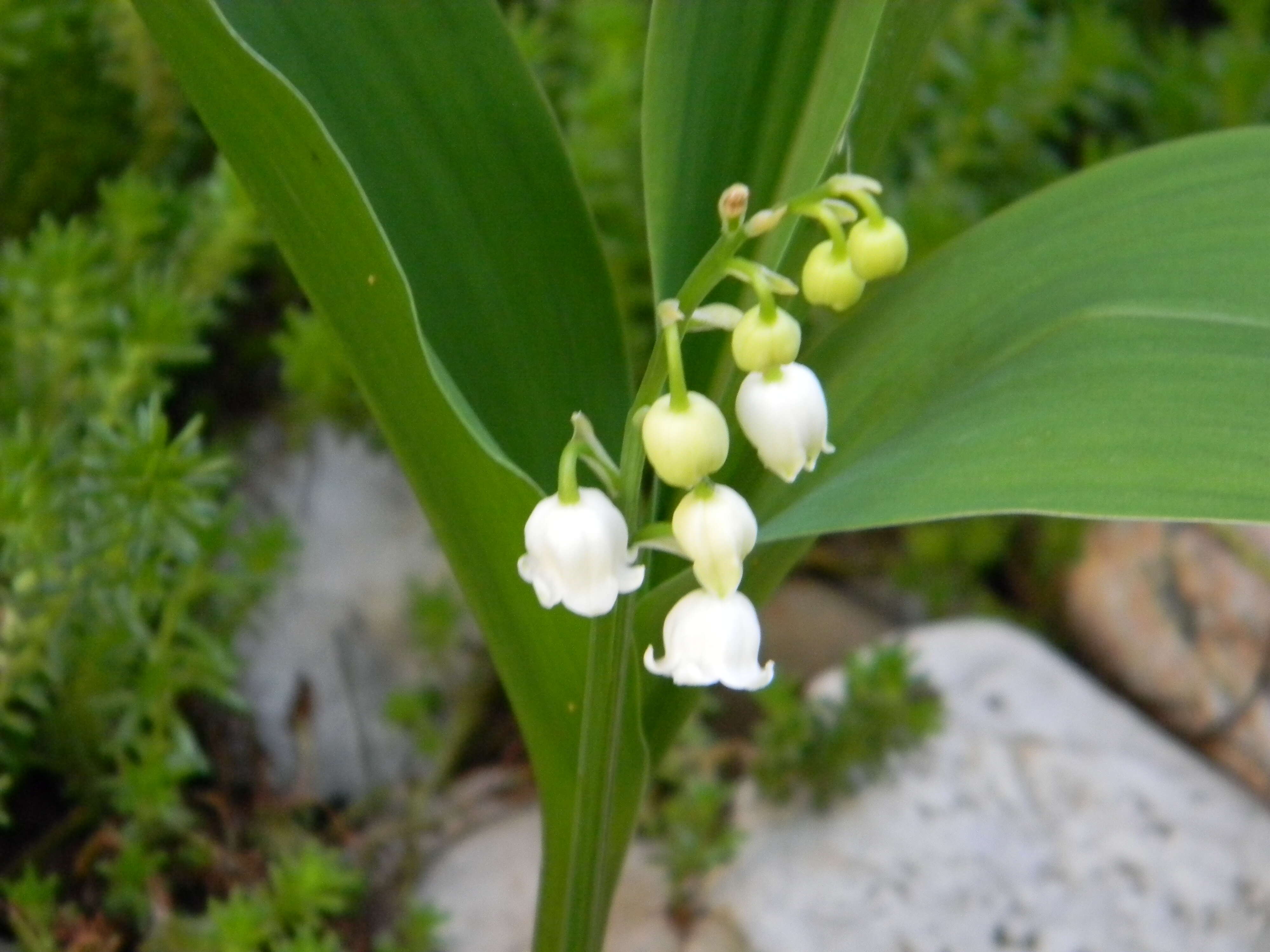 Image of convallaria