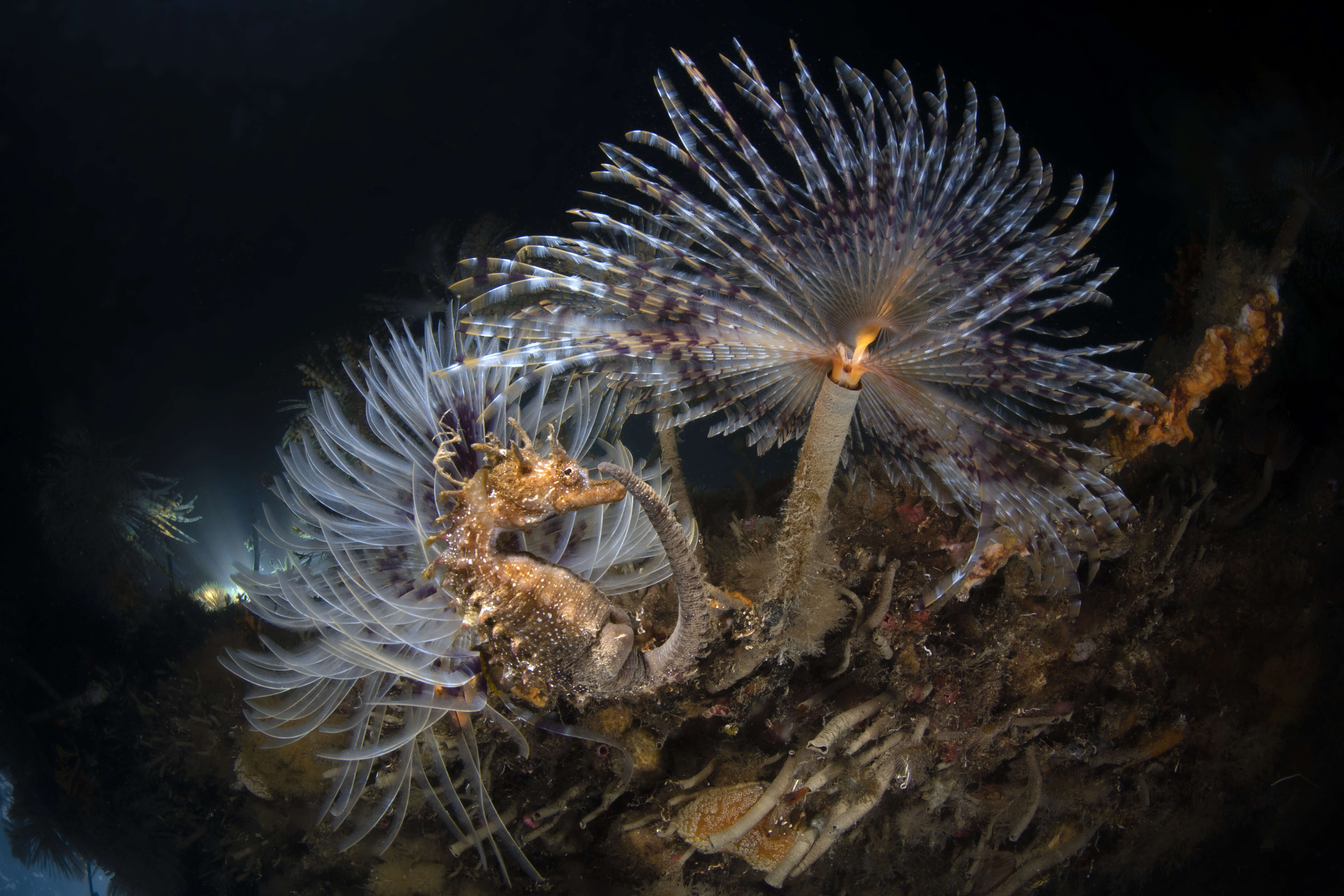 Image of Peacock worm