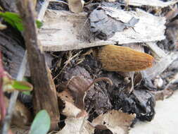 Image of Morchella importuna M. Kuo, O'Donnell & T. J. Volk 2012