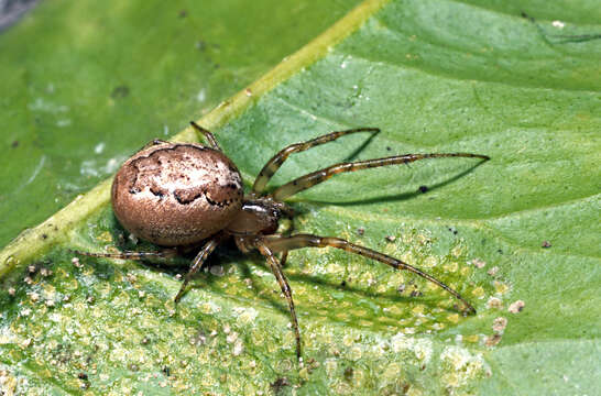 Image of Parasteatoda