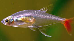 Image of Glass bloodfin tetra