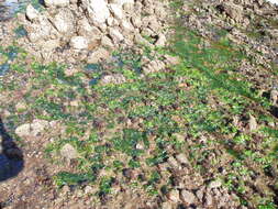Image of Ulva australis