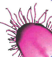 Image of Bacteria