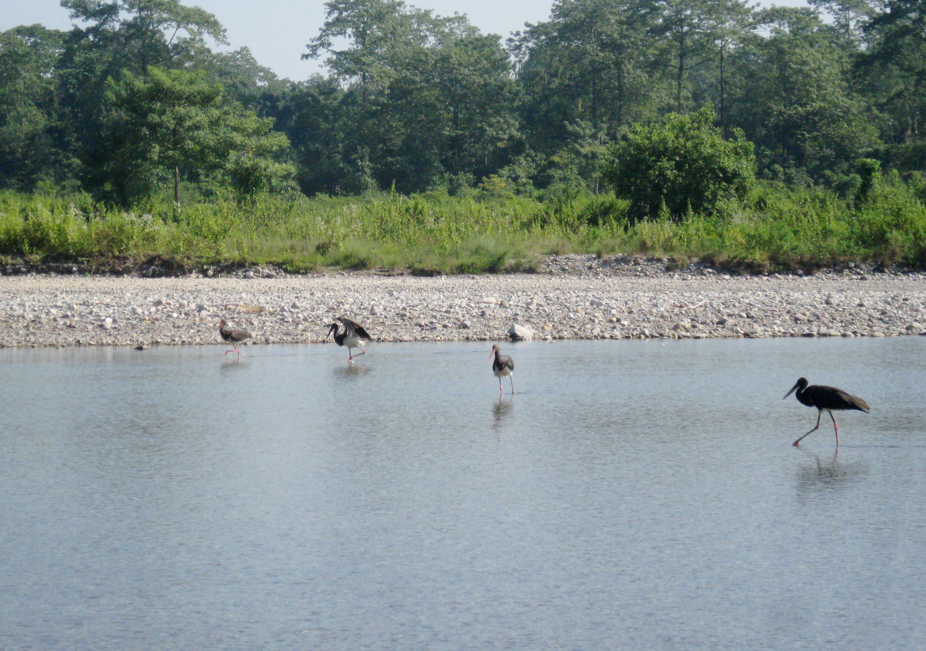Image de Cigogne noire