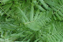 Image of cuplet fern