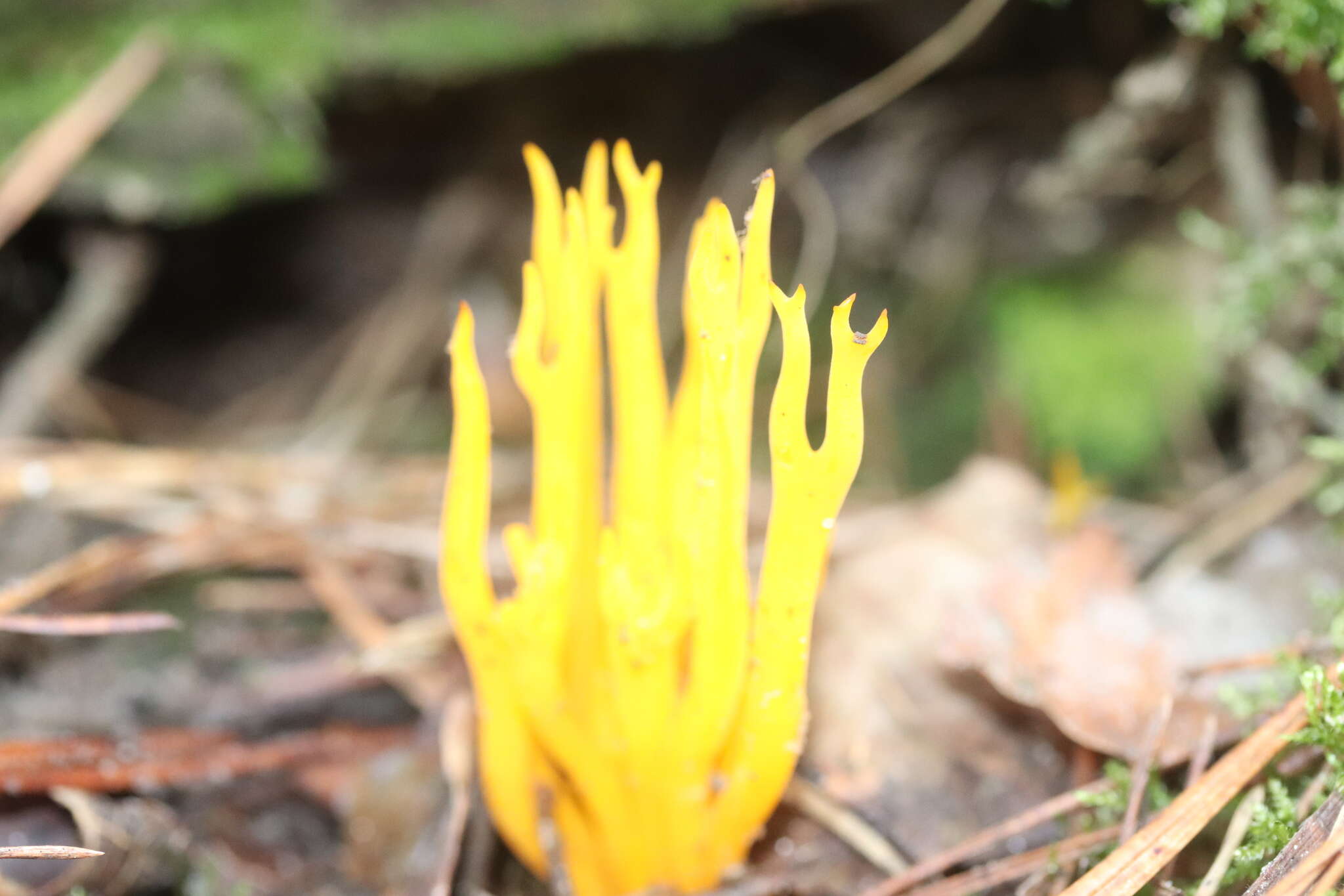 Image of Calocera viscosa (Pers.) Fr. 1821