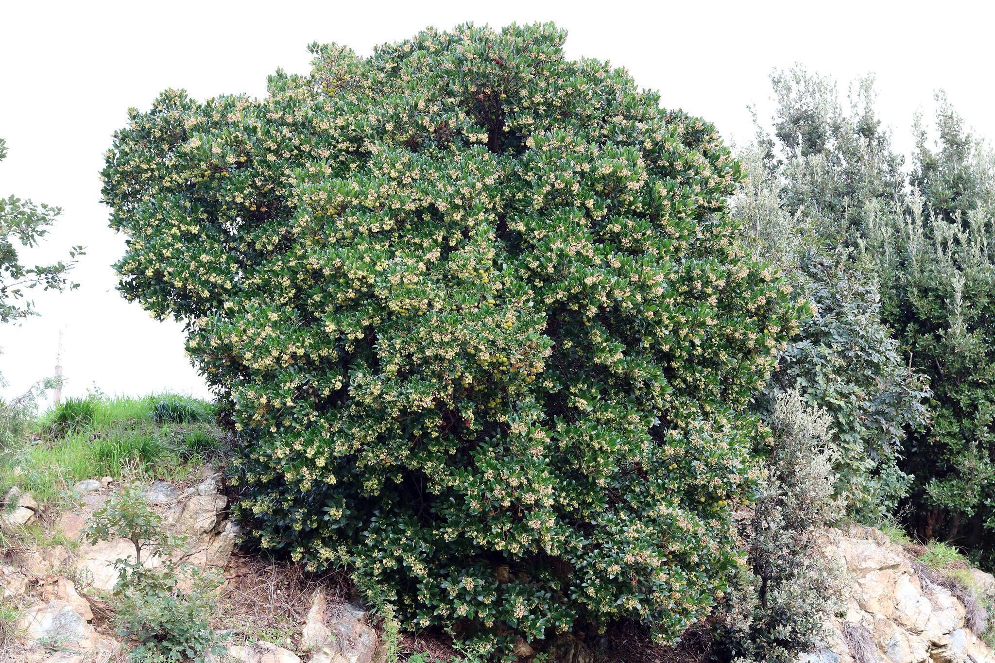 Image of strawberry tree