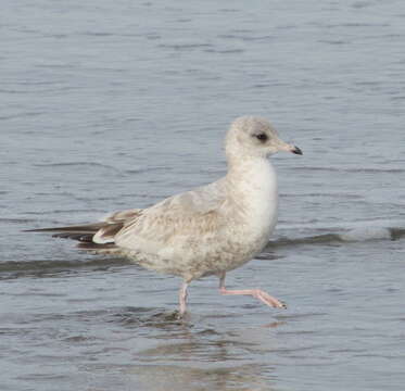 Image of Short-billed Gull