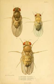 Image of fruit fly