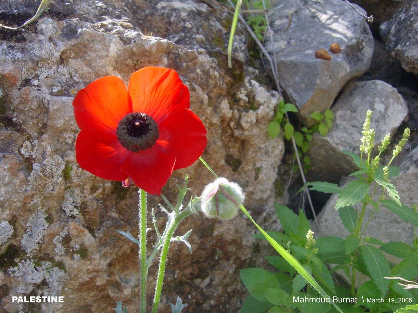 Image of Ranunculus asiaticus