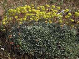 Imagem de Eriogonum caespitosum Nutt.