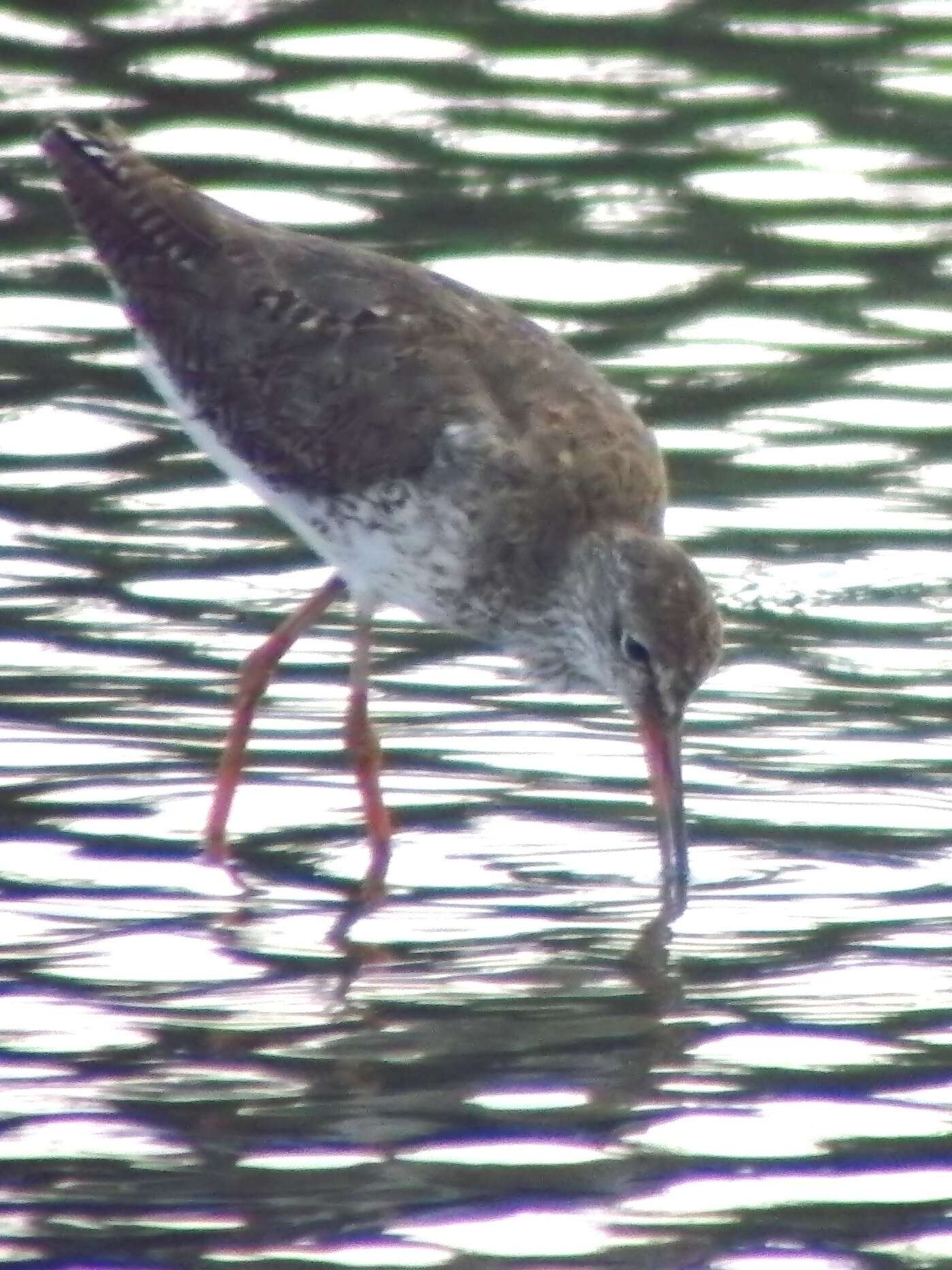 Image of Common Redshank